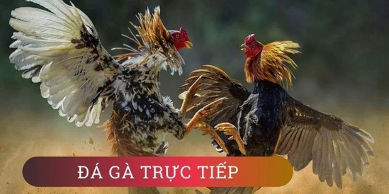 Giới thiệu tổng quan về chọi gà trực tiếp