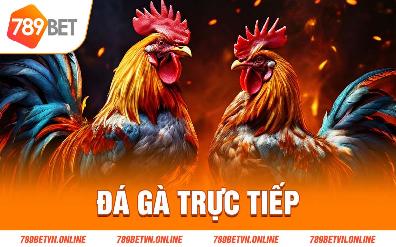 Đá gà trực tiếp