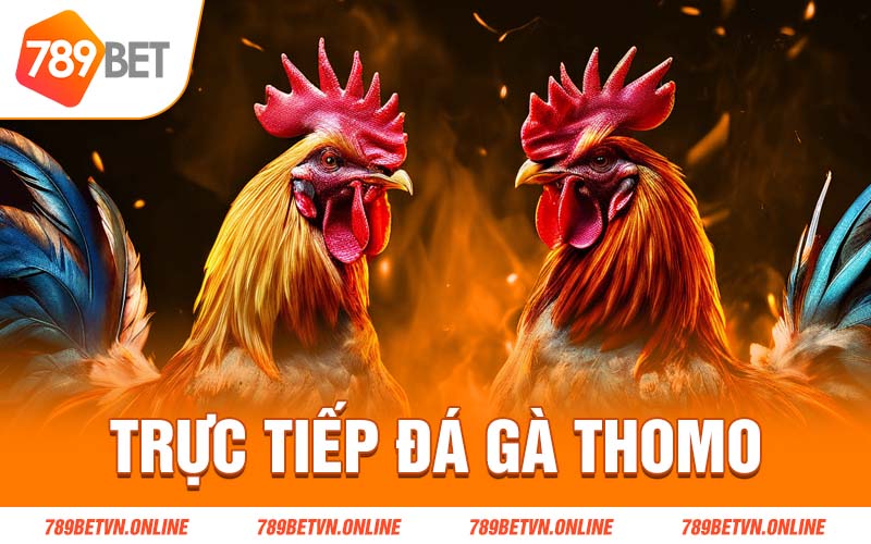 Trực tiếp đá gà thomo